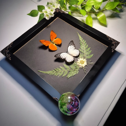 Buttersnoot Preservation Butterfly picture