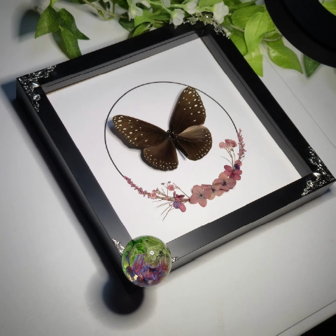 Buttersnoot Preservation Butterfly picture